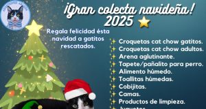 Adopciones Aragón impulsa colecta navideña para rescatar gatitos en Hermosillo La activista informó que durante 2025 lograron rescatar aproximadamente 97 felinos y alcanzar un acumulado de 585 adopciones .