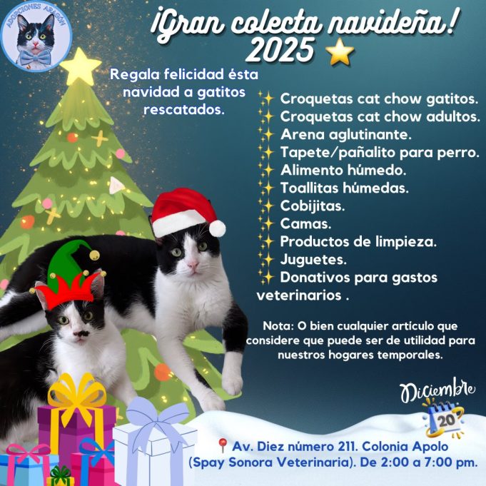 La activista informó que durante 2025 lograron rescatar aproximadamente 97 felinos y alcanzar un acumulado de 585 adopciones .