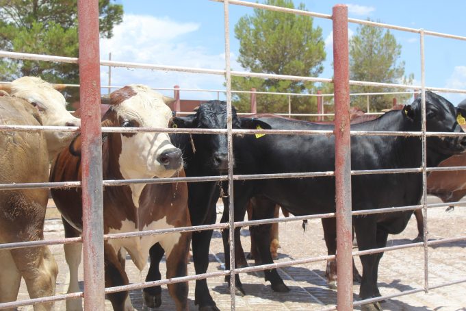 Sonora presentó su estatus sanitario, considerado el más alto del país. También se expusieron medidas como el decreto del gobernador Alfonso Durazo